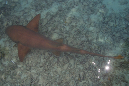 Shark in der Marina